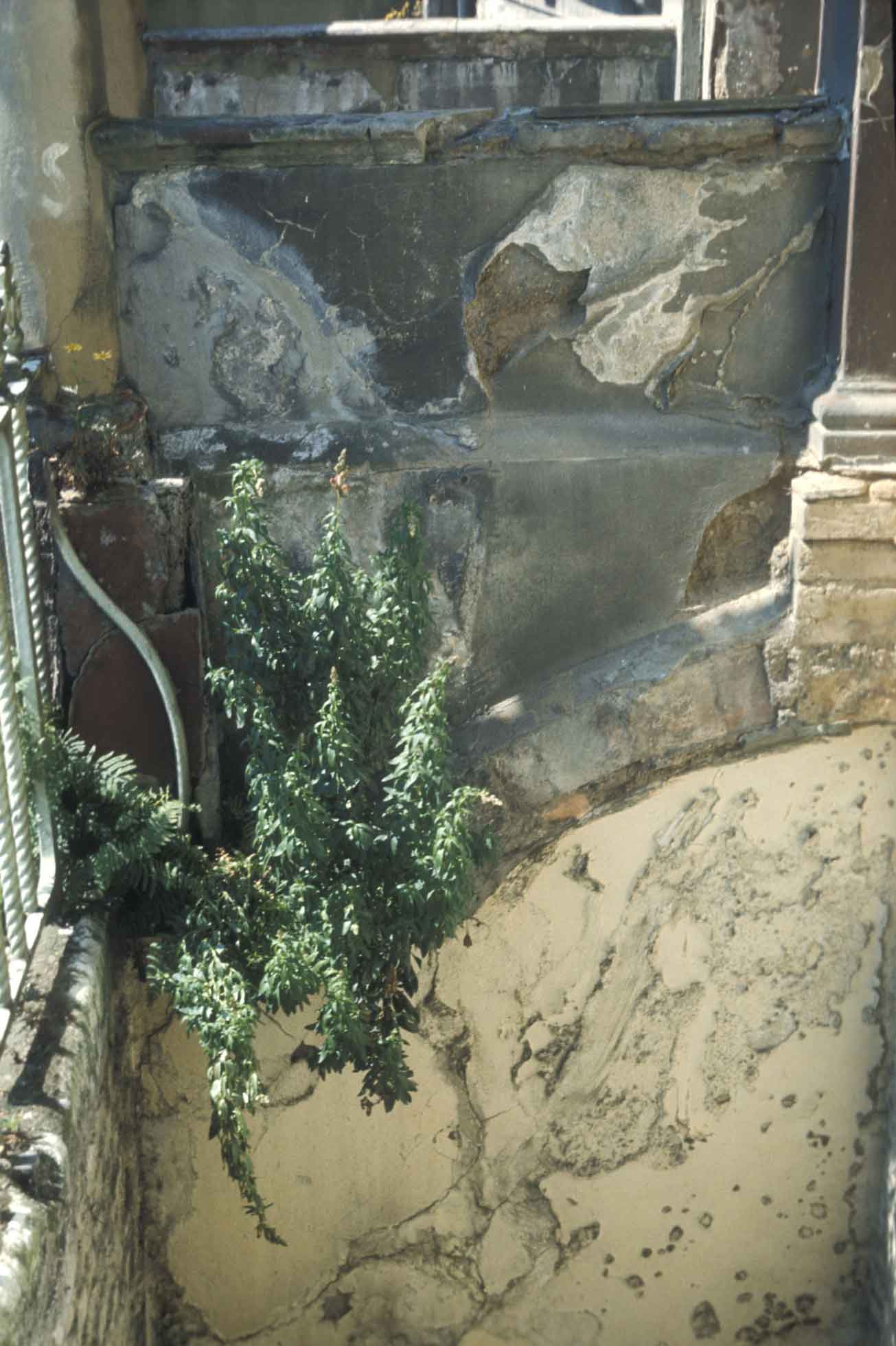 Wild flowers growing on the neglected houses in Tolmers Square, 1977.